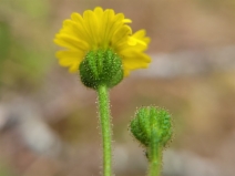 Anisocarpus madioides