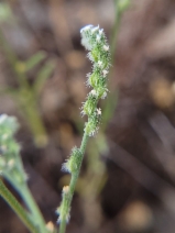 Cryptantha sparsiflora
