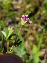 Trifolium appendiculatum