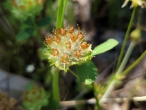 Trifolium cyathiferum