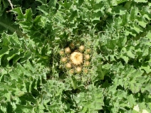 Cirsium scariosum