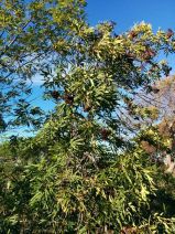 Lyonothamnus floribundus