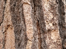 Pinus jeffreyi