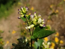 Rupertia physodes
