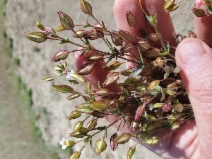 Erythranthe latidens