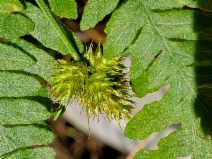 Carex harfordii