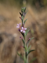 Epilobium torreyi