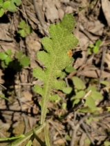Senecio glomeratus