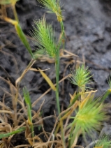Hordeum marinum