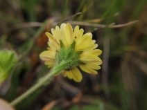 Hemizonia congesta ssp. lutescens