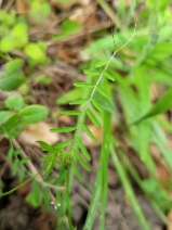 Vicia hassei