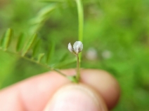 Vicia hassei