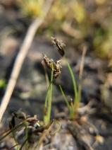 Eleocharis acicularis var. acicularis