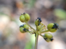 Tauschia kelloggii