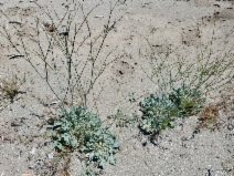 Eriogonum elegans