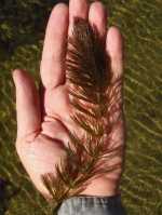 Ceratophyllum demersum