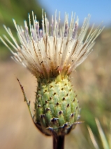 Cirsium quercetorum