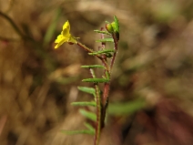 Camissonia strigulosa