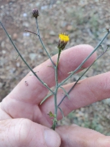 Erigeron reductus