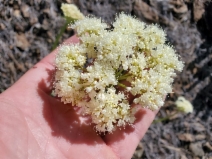 Eriogonum compositum var. compositum