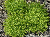 Galium ambiguum