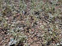 Cryptantha milobakeri