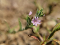 Epilobium torreyi