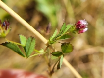 Trifolium variegatum var. variegatum