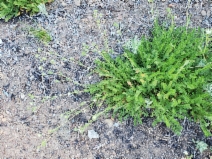 Horkelia yadonii