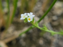 Plagiobothrys bracteatus