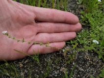 Plagiobothrys bracteatus