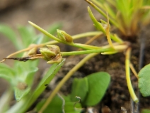 Isolepis carinata