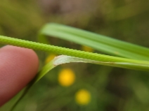 Carex densa