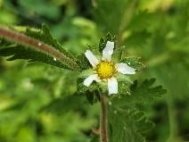 Horkelia californica