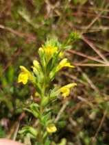 Bellardia viscosa