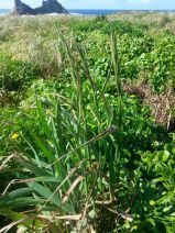 Bromus carinatus