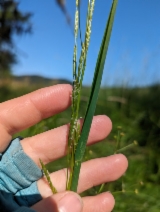 Glyceria leptostachya