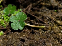 Hydrocotyle ranunculoides