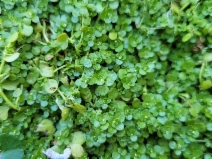 Callitriche heterophylla var. bolanderi