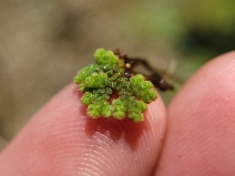 Azolla filiculoides