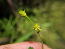 Ranunculus pusillus