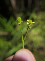 Ranunculus pusillus