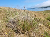Calamagrostis nutkaensis