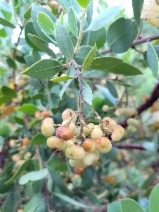 Arctostaphylos manzanita ssp. manzanita