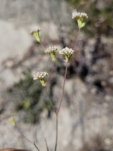 Eriogonum nudum var. decurrens