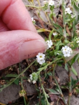 Plagiobothrys chorisianus var. hickmanii