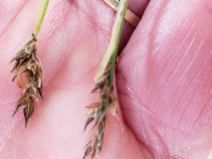 Carex subbracteata