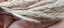 Bromus vulgaris