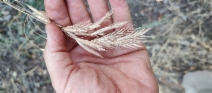 Bromus vulgaris