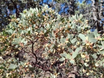 Arctostaphylos stanfordiana ssp. raichei